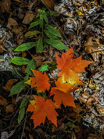 Autumn Maple