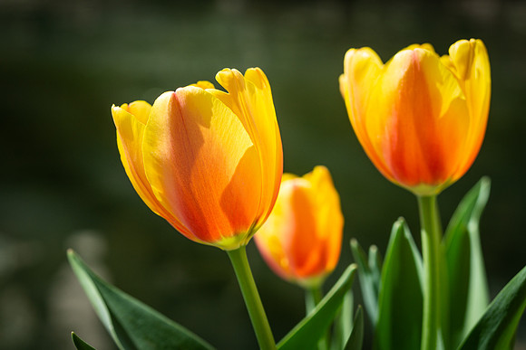 Vibrant Tulips