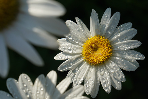 Rainy Daisy