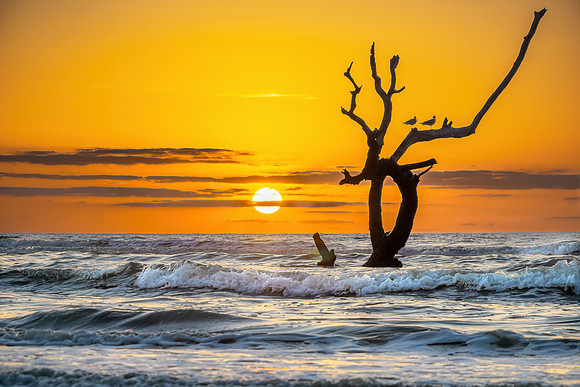 Hunting Island Boneyard