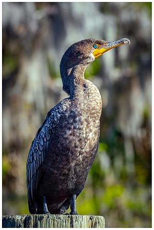 Cormorant