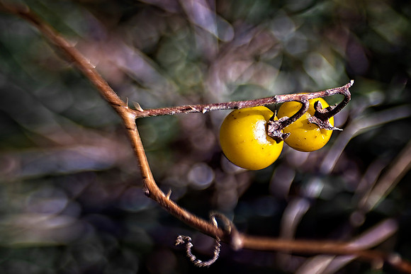 Bokeh Depth of Field from David Day
