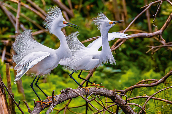 Birds from David Marsh
