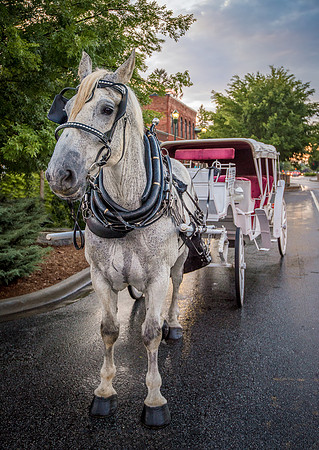 JeffMiller_Carriage Ride Available_CCH
