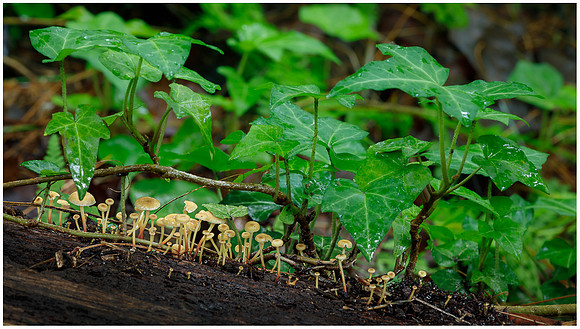 Mushrooms and Ivy