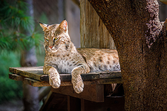 Bobcat