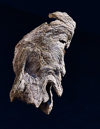7_Driftwood