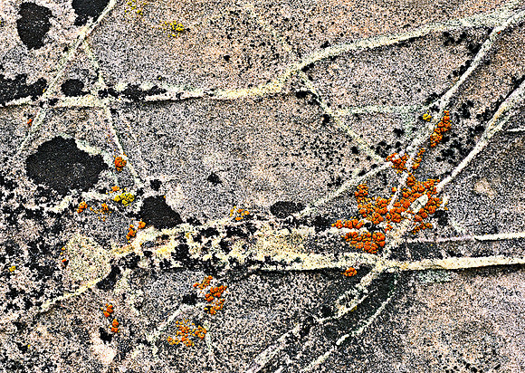 15_Veins