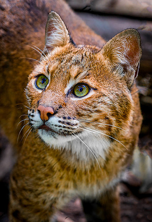Bobcat