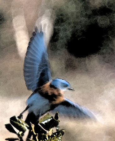 Bluebird