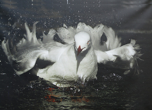 Peace Dove in Turmoil