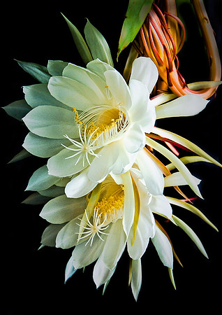 Midnight Blooming Cereus