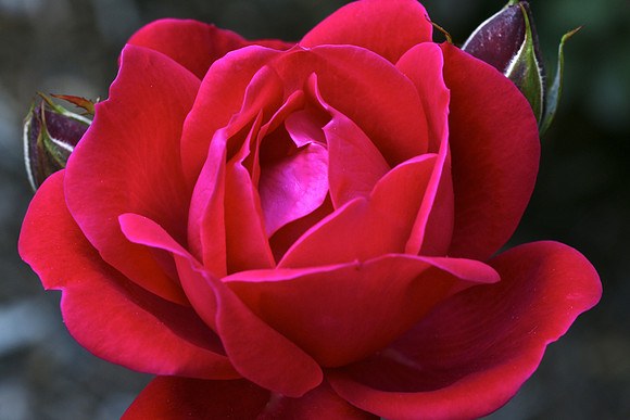 JudyTuthill_Knockout Rose_5.16_BestShot