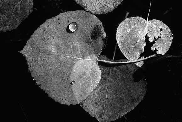 Two Drops