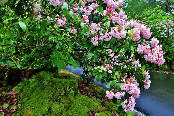 Diane Trochim_99' from my front door #3