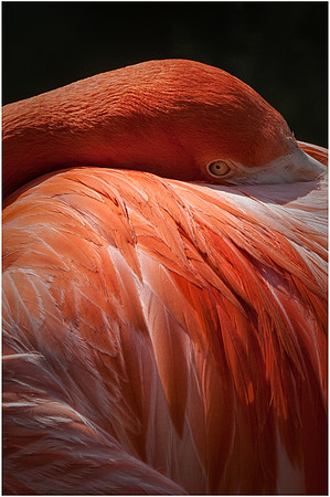 Flamingo Eye