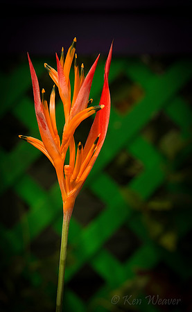 3681 Orange Lily