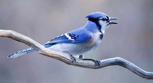 A2_KenWeitzen_Blue Jay