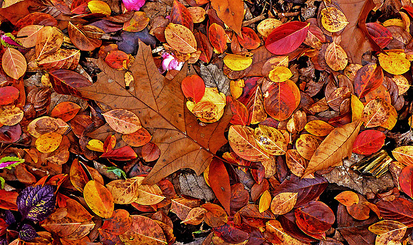 A3_SteveSimpson_fall leaves