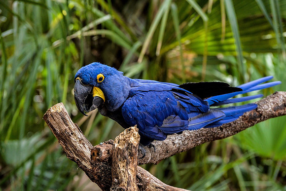 A4_Rich DeSimone_Hyacinth Macaw