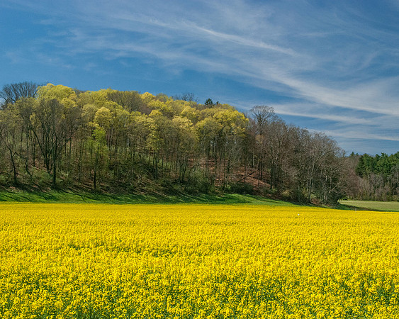A7_BillImhof_Canola Field