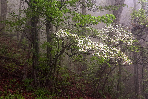 A9_ReidNorthrup_Blue Ridge Parkway Dogwood