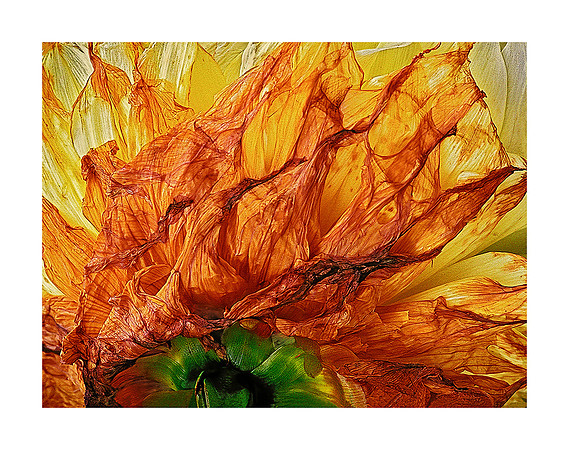 A21_Werner Bonitz_Defiant Dahlia