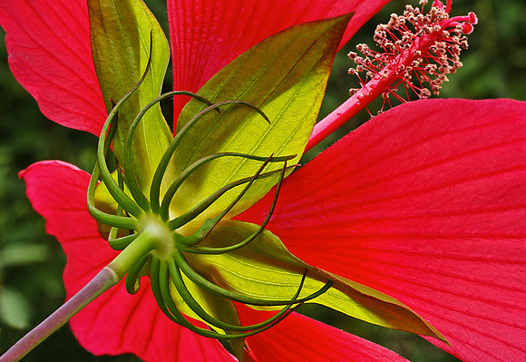 A32_JudyTuthill_ScarlettRosemallow