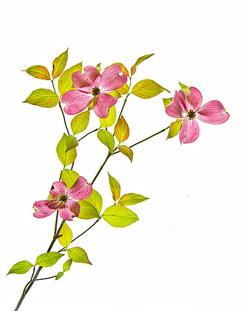 A37_GaryLightner_RedDogwood