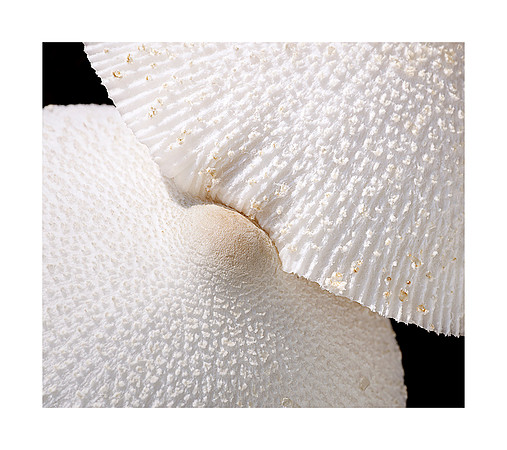 A42_Werner Bonitz_Soft Touch