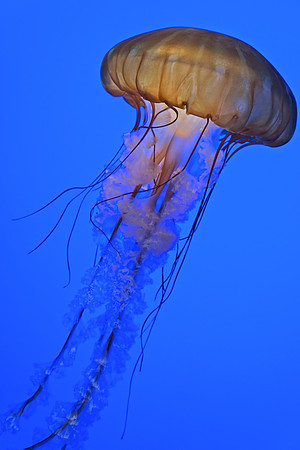 A52_JudyTuthill_GlowOfAJellyFish