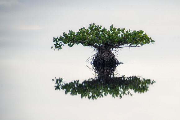 A58_KenWeaver_Tree in Pond