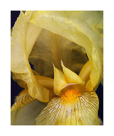 A60_Werner Bonitz_Yellow Iris