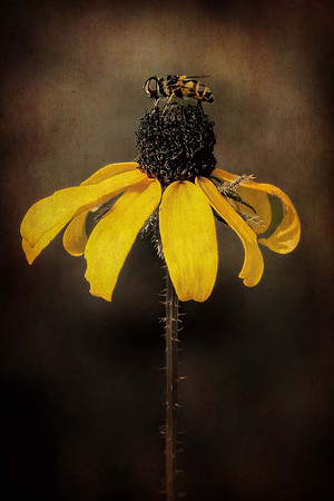 E3_Kim Maxwell_Beeing Mellow Yellow