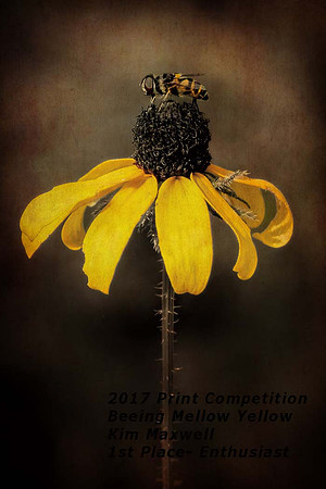 E3a_Kim Maxwell_Beeing Mellow Yellow