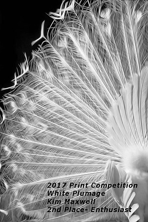 E13_Kim Maxwell_White Plumage