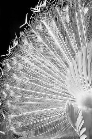 E13b_Kim Maxwell_White Plumage