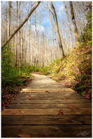 Moore Cove Trail, Pisgah NF