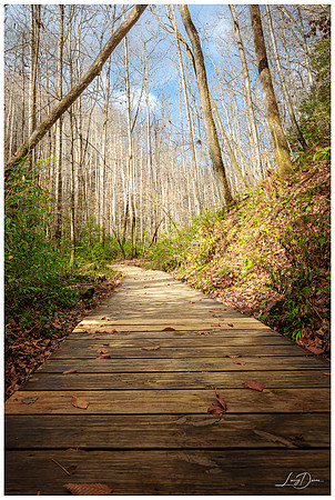 Moore Cove Trail, Pisgah NF