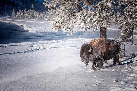 0022 90 Bison Trodging Through Snow Along the River