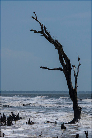 800_9781 Snag on Shoreline