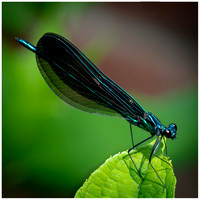 Ebony Jewelwing