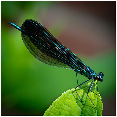 Ebony Jewelwing