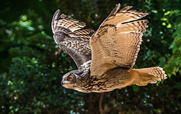 Eurasian Eagle Owl by Richard DeSimone- 3rd Place Advanced