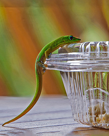 Curiousity