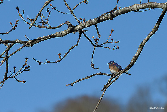 Bluebird