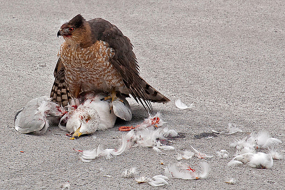 Coopers Hawk