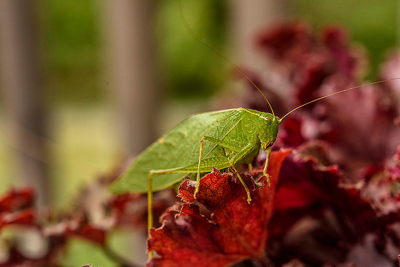 Katydid