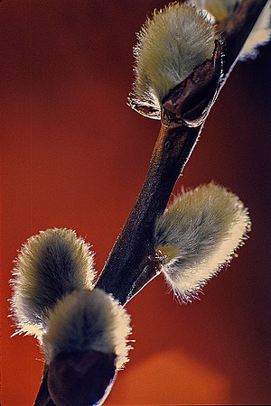 Pussy Willow