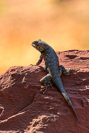 Lizard
